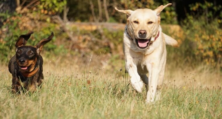 Adorable Labrador Puppies for Sale – Vaccinated & Healthy!
